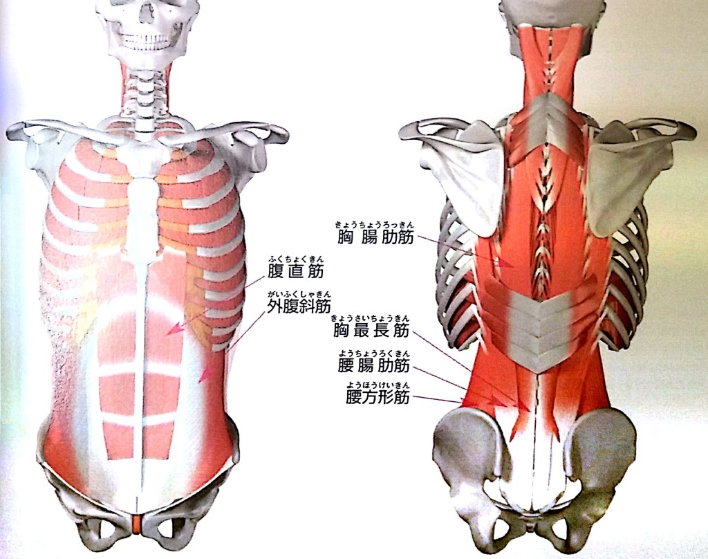 肋骨周辺の筋肉画像
