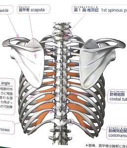 ぎっくり背中 背中の急な痛み のセルフ整体 原因と対処法は 中野 内臓整体 骨格矯正 専門 肩こり腰痛はもりもと整体