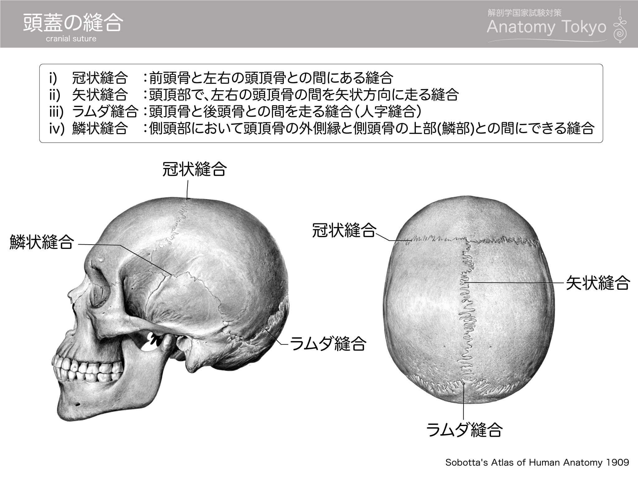 頭蓋骨の歪みの原因と対処法・頭蓋骨矯正の効果│中野で整体なら難治症