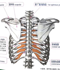 肋骨のイメージ画像